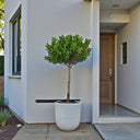 Ficus Panda Single Head 5