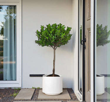 Ficus Panda Single Head 3