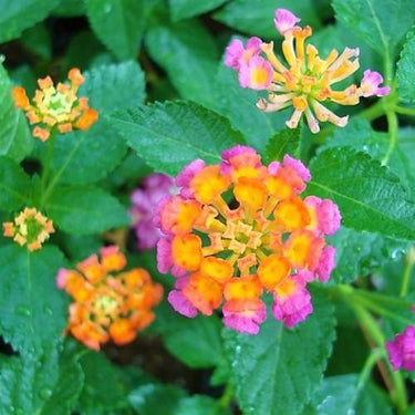 Lantana Camara ‘Pinkmound’ – Colorful 3