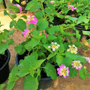 Lantana Camara ‘Pinkmound’ – Colorful 2
