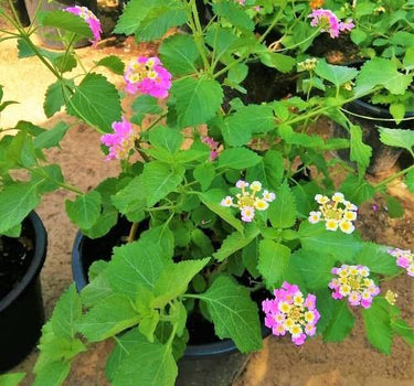 Lantana Camara ‘Pinkmound’ – Colorful 2