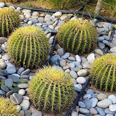 Echinocactus Grusonii – Golden Barrel Cactus - 10-15cm approx. 4