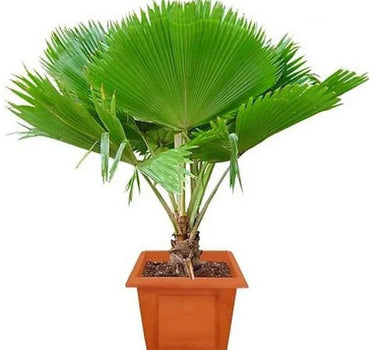 Pritchardia pacifica – Fiji Fan Palm 80-100cm 3