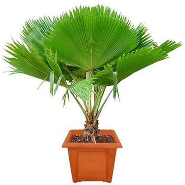 Pritchardia pacifica – Fiji Fan Palm 80-100cm 3