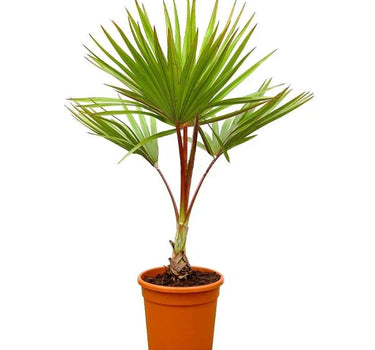 Latania lontaroides – Red Latan Palm 1