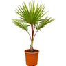 Latania lontaroides – Red Latan Palm 1