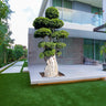 Ficus Panda Multi Head/Root 1