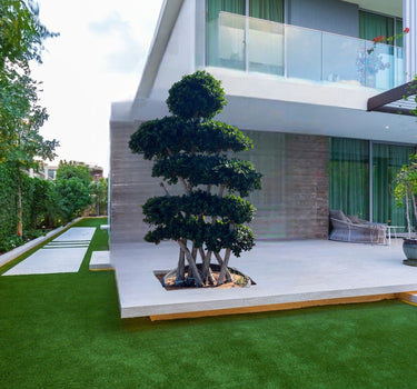 Ficus Bonsai Tree 2.5-3.0 m - Crossed Shape 1