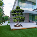 Ficus Bonsai Shaped 2-2.5m 1