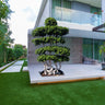 Ficus Bonsai Shaped 2-2.5m 1