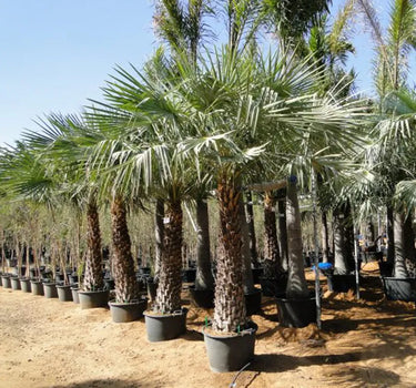 Copernicia prunifera – Wax Palm (Caranday Palm) 4
