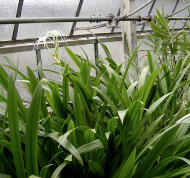 Hymenocallis Littoralis – Spider Lily or Seashore Lily 2