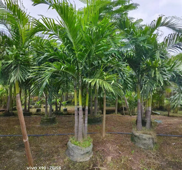 Veitchia merrillii – Manila Palm (Christmas Palm)