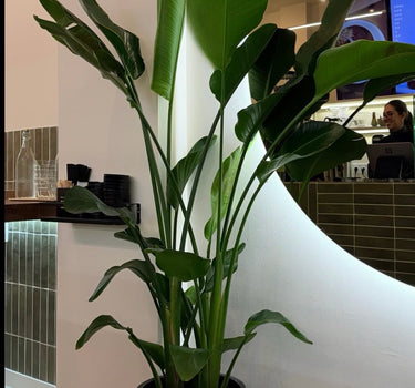 Birds of Paradise in Black