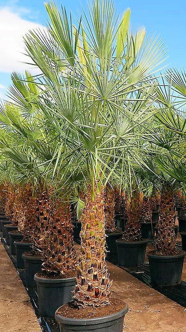 Copernicia prunifera – Wax Palm (Caranday Palm) 6