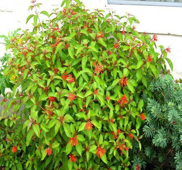 Hamelia Patens or Fire Bush 3