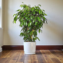 Ficus Benjamina – Danielle 15