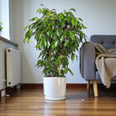 Ficus Benjamina – Danielle 12