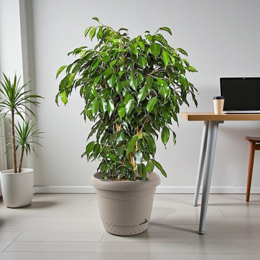 Ficus Benjamina – Danielle 14