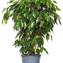 Ficus Benjamina – Danielle 7
