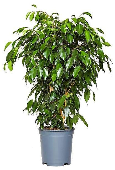 Ficus Benjamina – Danielle 7