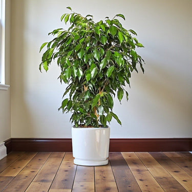 Ficus Benjamina – Danielle 6