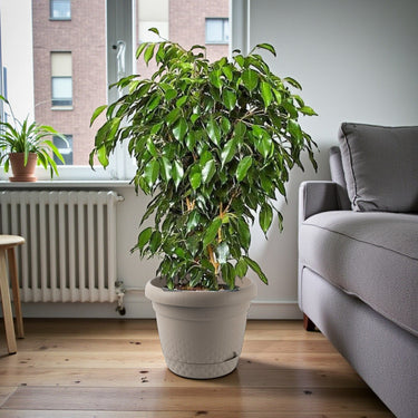 Ficus Benjamina – Danielle 8