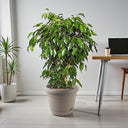 Ficus Benjamina – Danielle 5