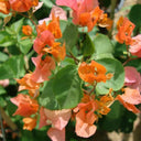 Bougainvillea Spectabilis 2