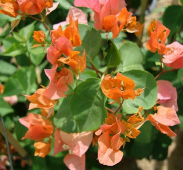 Bougainvillea Spectabilis 2