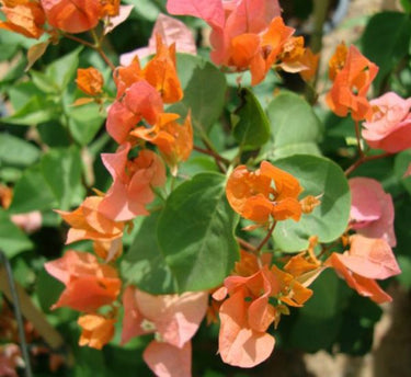 Bougainvillea Spectabilis 2