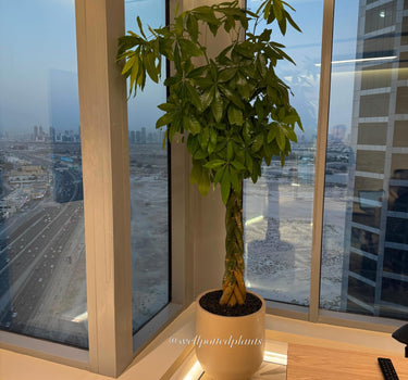 Money Tree jn Fiber Beige