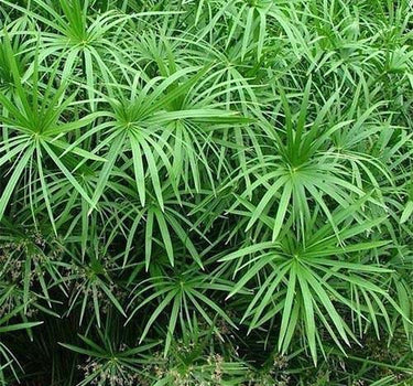 Cyperus Alternifolius, Umbrella Papyrus 2