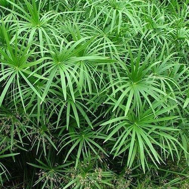 Cyperus Alternifolius, Umbrella Papyrus 2