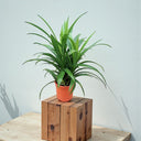 Pandanus Baptistii Green 1