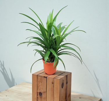 Pandanus Baptistii Green 1