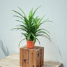 Pandanus Baptistii Green 1