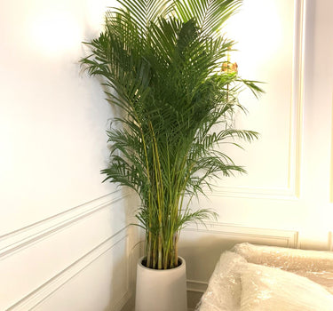 Big Areca in Premium Fiber