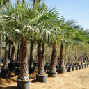 Copernicia prunifera – Wax Palm (Caranday Palm) 5