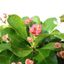 Euphorbia millii – Crown of Thorns 2