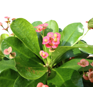 Euphorbia millii – Crown of Thorns 2