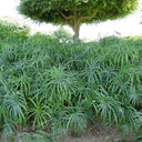 Cyperus Alternifolius, Umbrella Papyrus 5