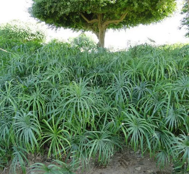 Cyperus Alternifolius, Umbrella Papyrus 5