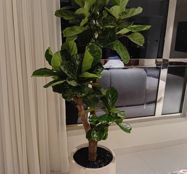 Big Fiddle Premium 1.8m to 2m