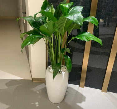 Peace Lily Large