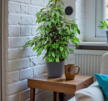 Ficus Benjamina – Danielle 3