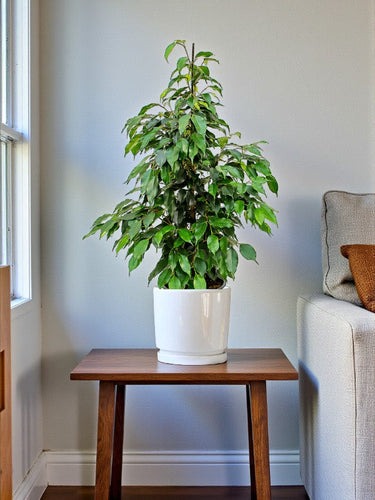 Ficus Benjamina – Danielle 4