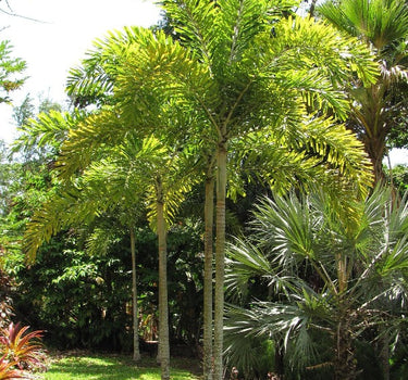 Wodyetia bifurcata – Foxtail Palm