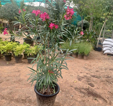 Oleander Plant 150cm Large