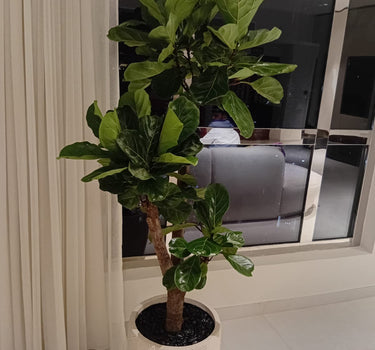 Big Fiddle Premium 1.8m to 2m